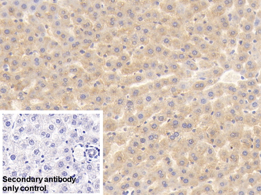 Polyclonal Antibody to Iduronate-2-Sulfatase (IDS)