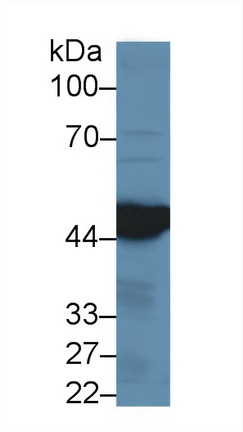 Polyclonal Antibody to Isocitrate Dehydrogenase 1, Soluble (IDH1)