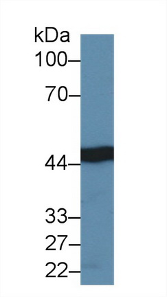 Polyclonal Antibody to Isocitrate Dehydrogenase 1, Soluble (IDH1)