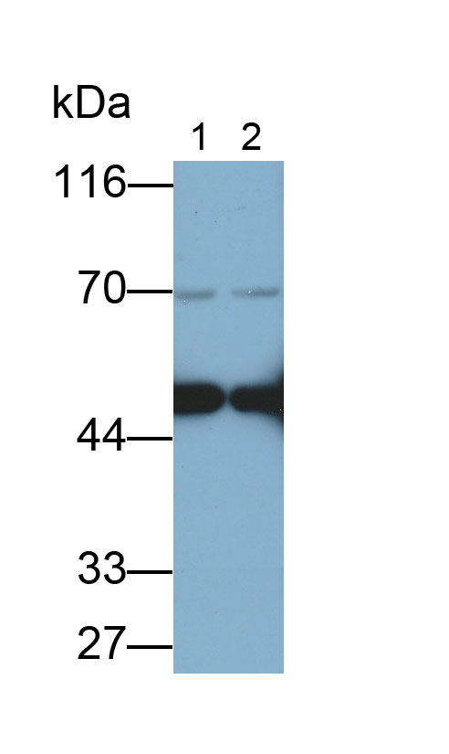 Polyclonal Antibody to Isocitrate Dehydrogenase 1, Soluble (IDH1)