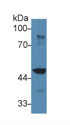 Polyclonal Antibody to Isocitrate Dehydrogenase 1, Soluble (IDH1)