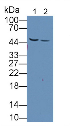 Polyclonal Antibody to Isocitrate Dehydrogenase 1, Soluble (IDH1)