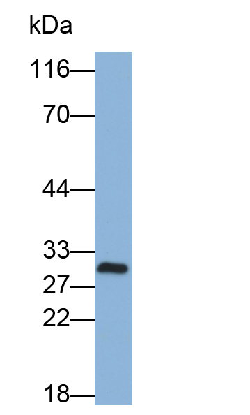 Polyclonal Antibody to Hydrogen Voltage Gated Channel Protein 1 (HVCN1)