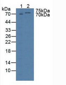 Polyclonal Antibody to T-Box Protein 3 (TBX3)