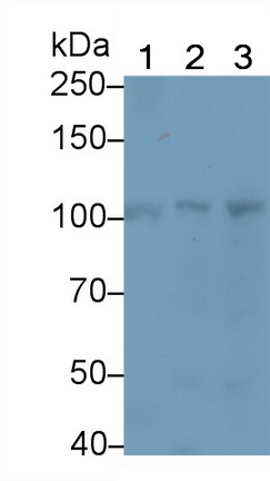 Polyclonal Antibody to T-Box Protein 3 (TBX3)