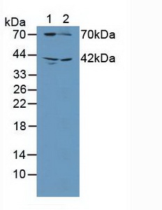 Polyclonal Antibody to Guanylate Cyclase 1 Beta 3 (GUCY1b3)