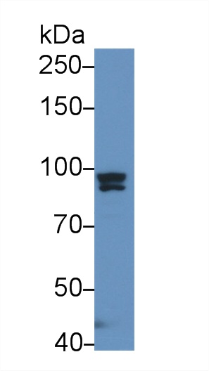 Polyclonal Antibody to Glycerol-3-Phosphate Acyltransferase, Mitochondrial (GPAM)