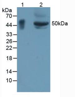 Polyclonal Antibody to Glycoprotein A33 (GPA33)