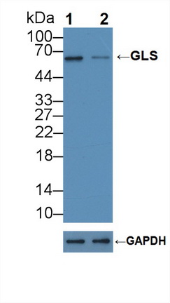 Polyclonal Antibody to Glutaminase (GLS)