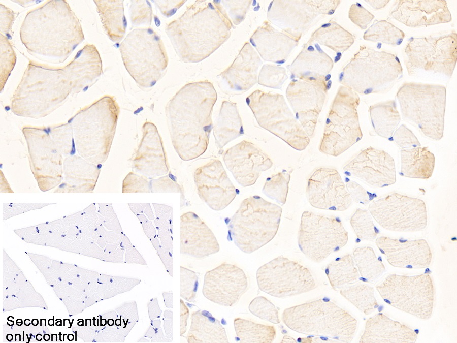 Polyclonal Antibody to Glutaminase (GLS)