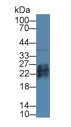 Polyclonal Antibody to Growth Factor, Augmenter Of Liver Regeneration (GFER)