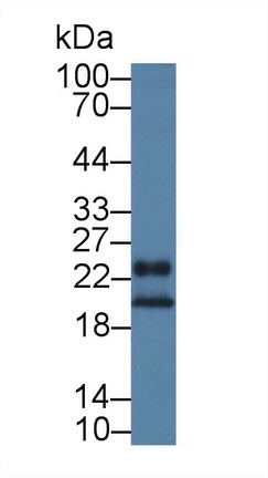 Polyclonal Antibody to Growth Factor, Augmenter Of Liver Regeneration (GFER)