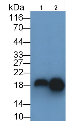 Polyclonal Antibody to Gastrokine 2 (GKN2)