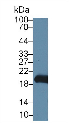 Polyclonal Antibody to Gastrokine 2 (GKN2)