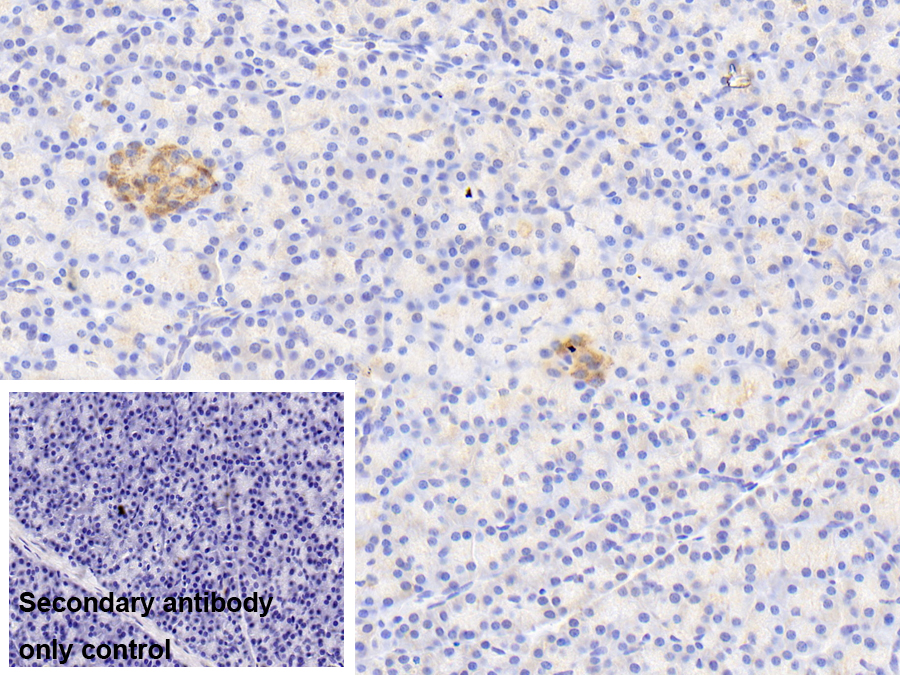 Polyclonal Antibody to Guanine Deaminase (GDA)