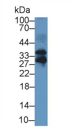 Polyclonal Antibody to Follistatin Like Protein 3 (FSTL3)