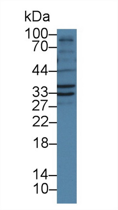 Polyclonal Antibody to Follistatin Like Protein 1 (FSTL1)