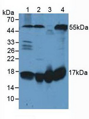 Polyclonal Antibody to Fission 1 (FIS1)