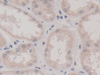 Polyclonal Antibody to Fission 1 (FIS1)