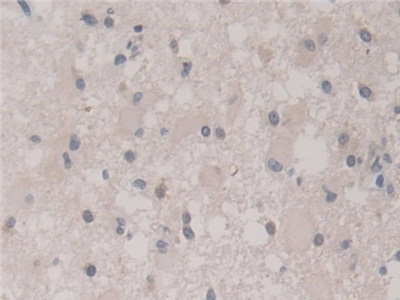 Polyclonal Antibody to Fission 1 (FIS1)