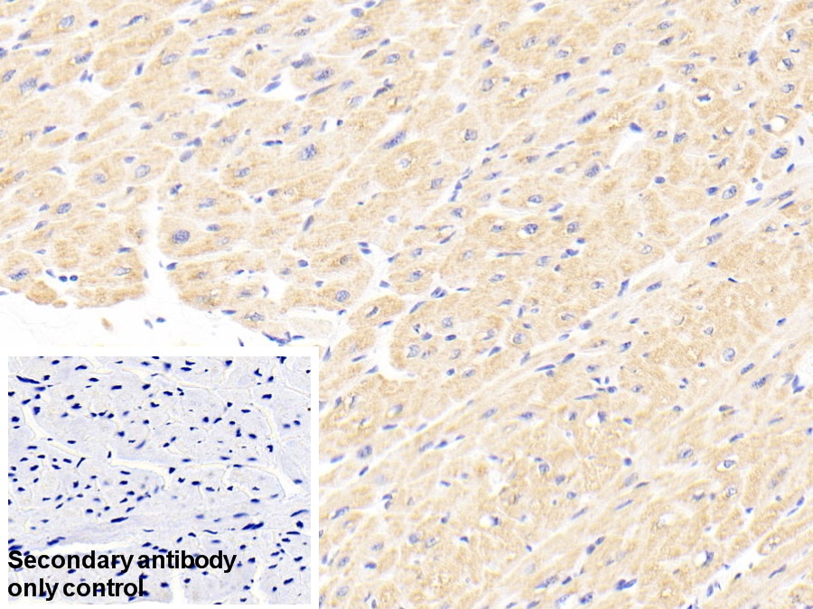 Polyclonal Antibody to Fission 1 (FIS1)