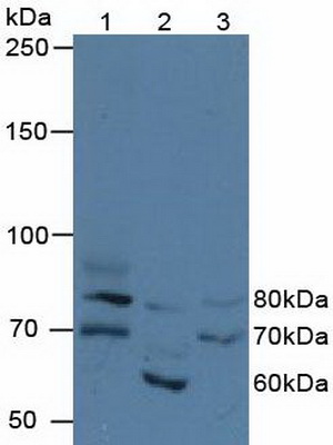 Polyclonal Antibody to Fidgetin (FIGN)