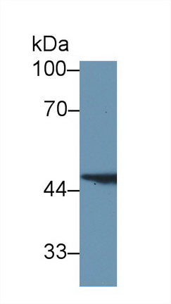 Polyclonal Antibody to Fumarylacetoacetate Hydrolase (FAH)