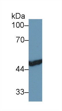 Polyclonal Antibody to Fumarylacetoacetate Hydrolase (FAH)