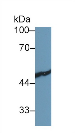 Polyclonal Antibody to Fumarylacetoacetate Hydrolase (FAH)