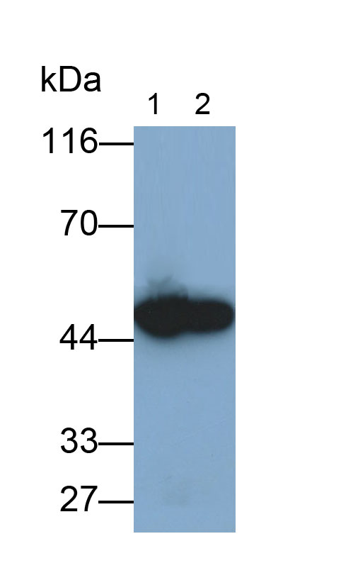 Polyclonal Antibody to Fumarylacetoacetate Hydrolase (FAH)