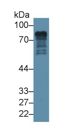 Polyclonal Antibody to Epsin 1 (EPN1)