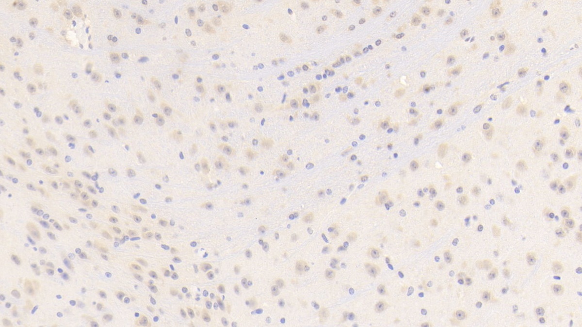 Polyclonal Antibody to Biglycan (BGN)