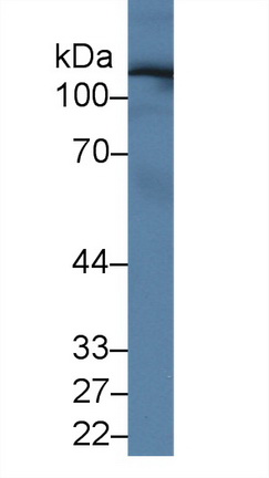 Polyclonal Antibody to UDP-Glucose Glycoprotein Glucosyltransferase 2 (UGGT2)