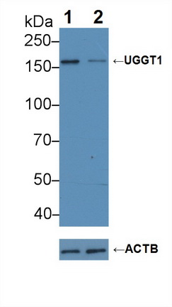 Polyclonal Antibody to UDP-Glucose Glycoprotein Glucosyltransferase 1 (UGGT1)