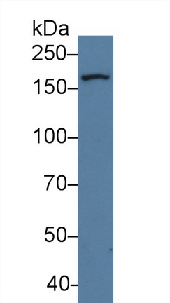 Polyclonal Antibody to UDP-Glucose Glycoprotein Glucosyltransferase 1 (UGGT1)