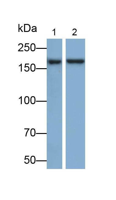 Polyclonal Antibody to UDP-Glucose Glycoprotein Glucosyltransferase 1 (UGGT1)