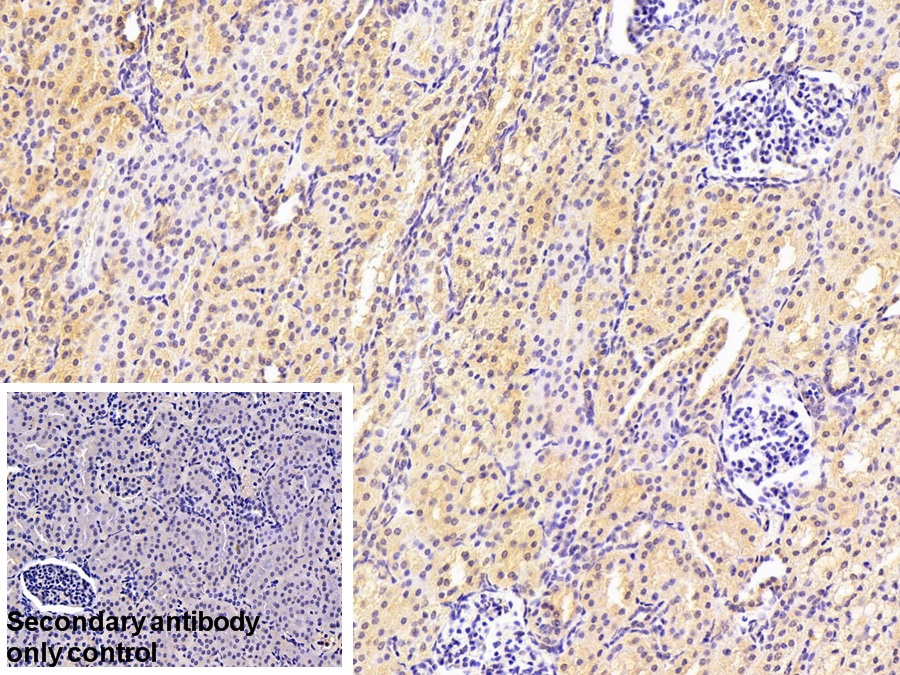 Polyclonal Antibody to D-Aspartate Oxidase (DDO)