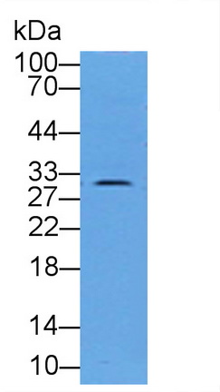 Polyclonal Antibody to D-Aspartate Oxidase (DDO)