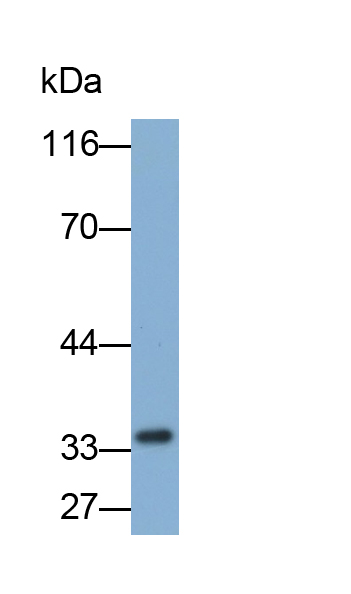 Polyclonal Antibody to D-Aspartate Oxidase (DDO)