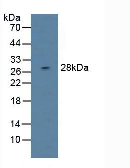 Polyclonal Antibody to Dual Adaptor Of Phosphotyrosine And 3-Phosphoinositides (DAPP1)