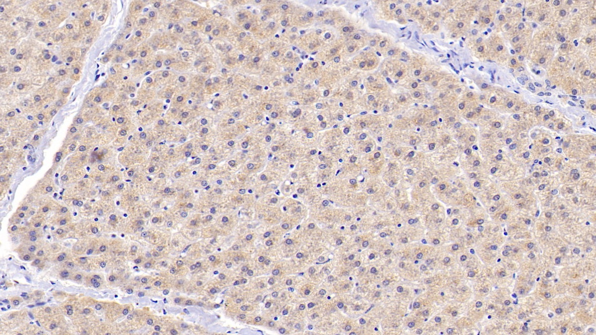 Polyclonal Antibody to D-Amino Acid Oxidase (DAO)