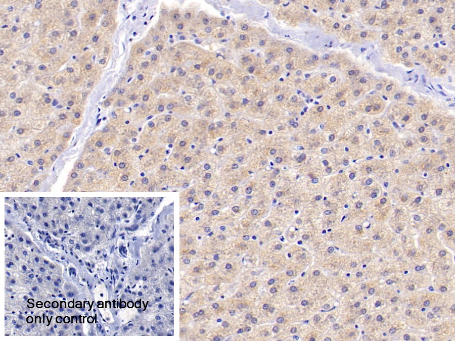 Polyclonal Antibody to D-Amino Acid Oxidase (DAO)