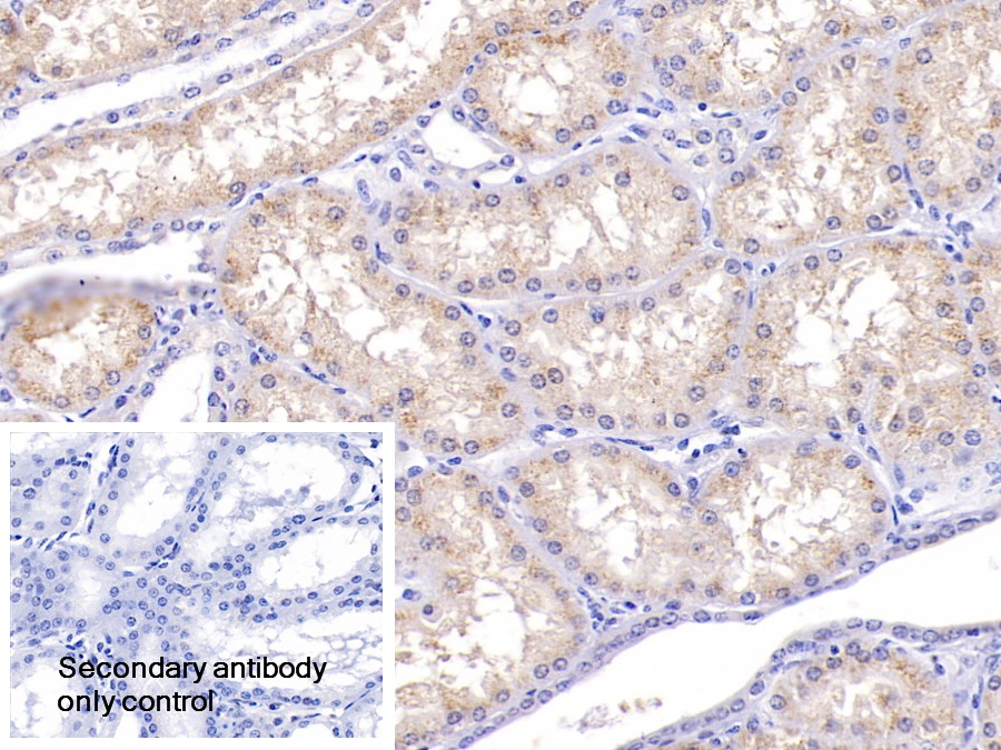 Polyclonal Antibody to D-Amino Acid Oxidase (DAO)