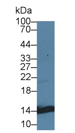 Polyclonal Antibody to Cystatin B (CSTB)