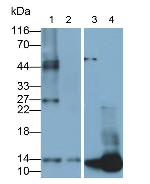 Polyclonal Antibody to Cystatin B (CSTB)