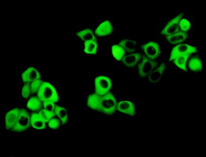 Polyclonal Antibody to Cystatin B (CSTB)