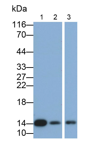 Polyclonal Antibody to Cystatin B (CSTB)