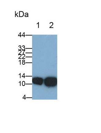 Polyclonal Antibody to Cystatin B (CSTB)