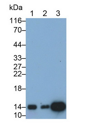 Polyclonal Antibody to Cystatin B (CSTB)