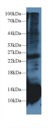 Polyclonal Antibody to Cystatin B (CSTB)